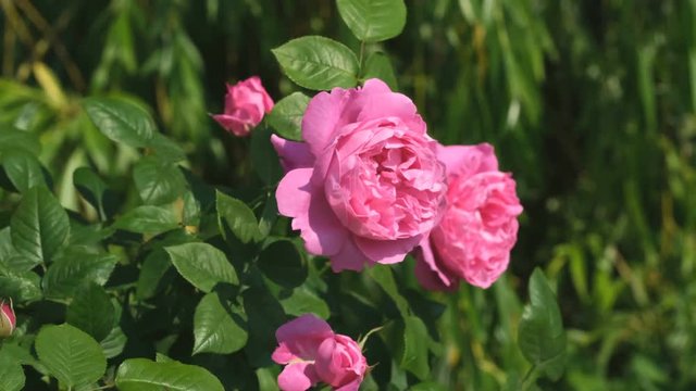 Pink rose garden blooms sunny summer day video close-up