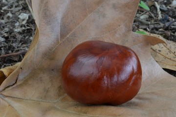 Closeup photograph of a red, shiny horse chestnut on a dry maple leaf on the ground in a public park.