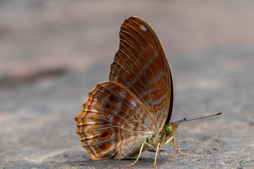 Beautiful Himalayan Small Leopard butterflies on the stone in nature background.