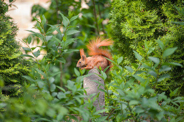 eichhörnchen im garten