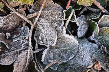 Closeup photograph of frost-covered ivy