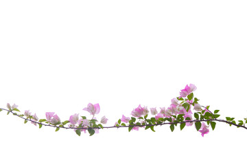 Obraz na płótnie Canvas Bougainvilleas branch isolated on white background.Clipping path.