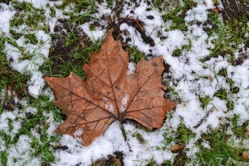 Closeup photograph of a brown fallen maple leaf and melting snow on the ground in a park.