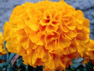 large yellow flower marigold macro