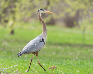 Fototapeta premium Great blue heron (Ardea herodias)