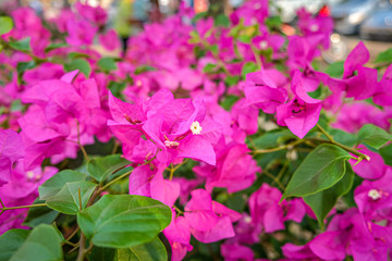 Bougainvillea Blooming in the pink background