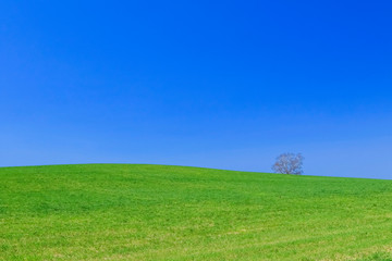 Fototapeta premium 青空と草原 背景イメージ 北海道美瑛