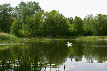 Swan on a mid-forest lake, Poznań, Poland