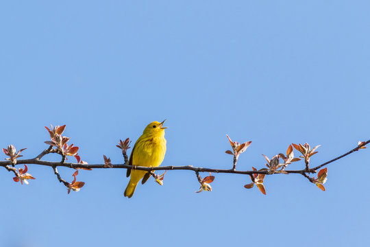 Yellow Warbler (Setophaga Petechia).