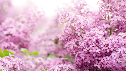 Fototapeta premium Beautiful purple lilac flowers. Macro photo of lilac spring flowers.