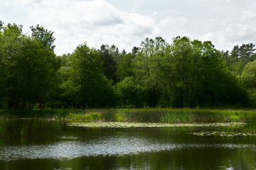 Lake with nenuphars and reeds in a forest, Poland, Europe - obrazy, fototapety, plakaty