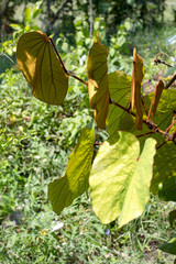 Bauhinia aureifolia leaves on tree, nature plant
