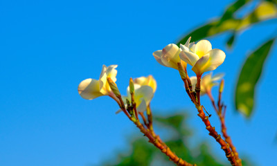 Plumeria flowers with a new morning
