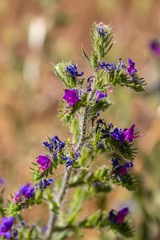 wild flowers in spring in Provence