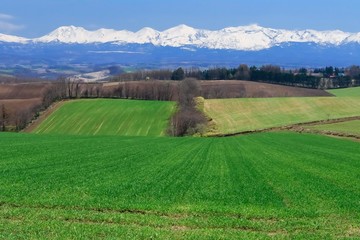Obraz premium 青空と草原 背景イメージ 北海道美瑛