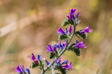 wild flowers in spring in Provence