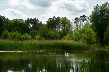 Fototapeta na wymiar Swan on a mid-forest lake, Poznań, Poland
