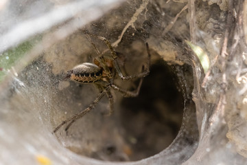 meadow spiders in spring in Provence,