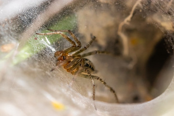 meadow spiders in spring in Provence,