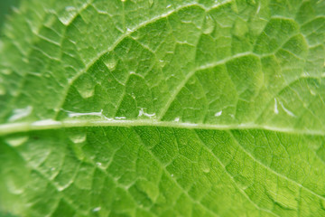 Spring natural backgrounds for your design