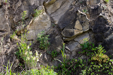 flowers on a stone surface