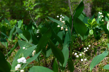 Wild, forest lily of the valley, closeup, Poznań, Poland