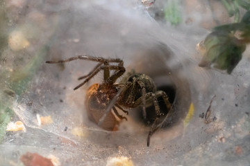 meadow spiders in spring in Provence,