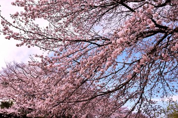 恩田川の桜