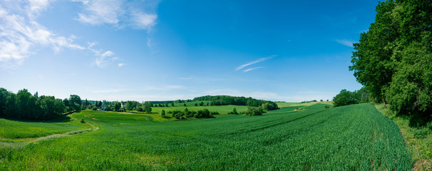 Panorama of summer green field. European rural view. Beautiful landscape of wheat field and green...