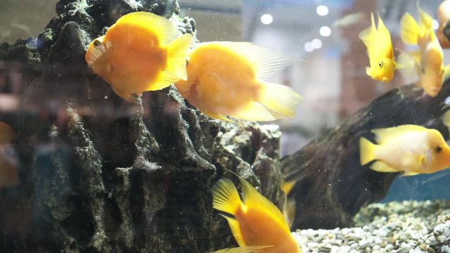 Amphilophus labiatus. aquarium goldfish. yellow fish swim in an aquarium with bubbles. close-up.