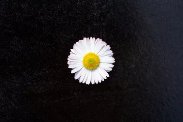Gordijnen One white daisy flower isolated on black background. Flat lay, top view © Viktor Koldunov
