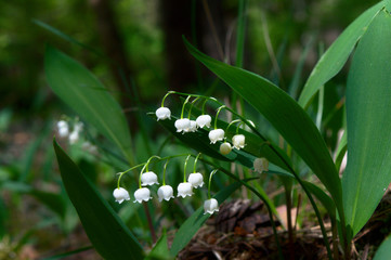 Wild, forest lily of the valley, closeup, Poznań, Poland