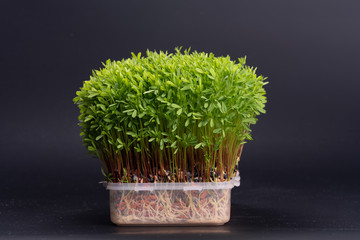 young microgreen vegetable green. A microgreen -  Sprouts in plastic box.  raw sprout vegetables germinated from plant seeds.