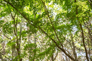 Fototapeta premium 木