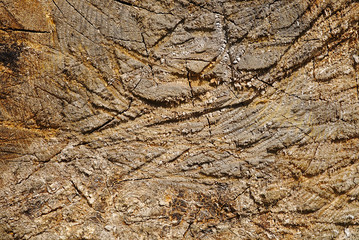 texture de rondins de bois brut. matière, arrière-plan.