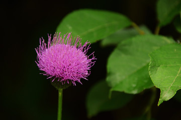 Japanese thistle - Cirsium japonicum. It is called “Noazami” in Japan.