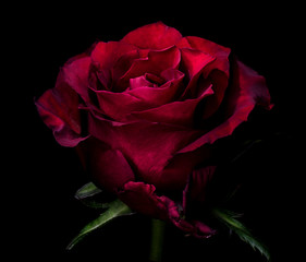 Beautiful red rose in the darkness. Dark moody floral natural background.