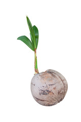 Sprout of coconut growing isolated on white background.