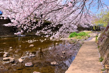 Obraz na płótnie Canvas 恩田川の桜