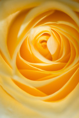 blur macro shot of beautiful apricot color rose flower. floral background