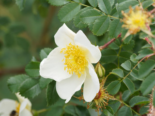 Rose solitaire et blanche du Rosier à feuilles de bocage (Rosa spinosissima)