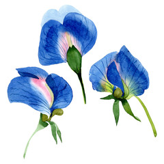 Blue sweet pea floral botanical flowers. Watercolor background set. Isolated sweet pea illustration element.