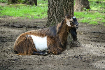 goat on nature