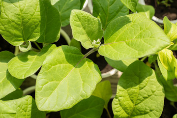 Saplings of green peppers. Growing plants for agriculture. Spring planting. Early seedlings on the windowsill. Background Texture