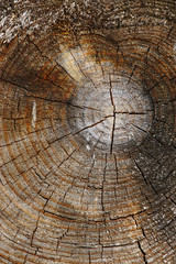 texture de rondins de bois brut. matière, arrière-plan.