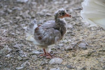 baby pigeon