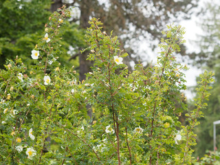 Rosa spinosissima ou rosa pimpinellifolia aux fleurs solitaires blanches et ramifications épineuses et tortueuses