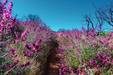 Obraz premium lavender field in provence france