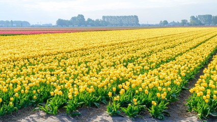 Fototapeta na wymiar Blue sky and tulip field landscape, traditional dutch, Netherlands, Europe