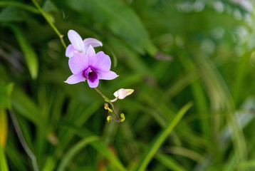 Bouquet of purple orchid Dendrobium.